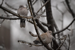 Pigeons-in-a-tree-1024×682.jpg