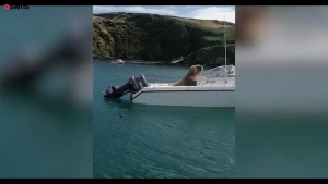 This-funny-video-shows-Wally-the-Walrus-appearing-to-drive-a-boat-_-SWNS-00-00-05-1024×576.jpg