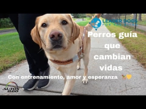 Leader Dogs for the Blind: Perros Guía que cambian vidas | Entrenamiento, amor y esperanza 🦮💛 hqdefault.jpg